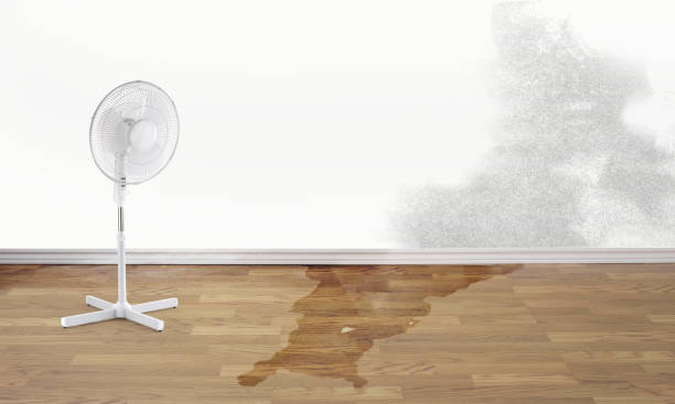 Best Water damage restoration near me  in Midway South, TX