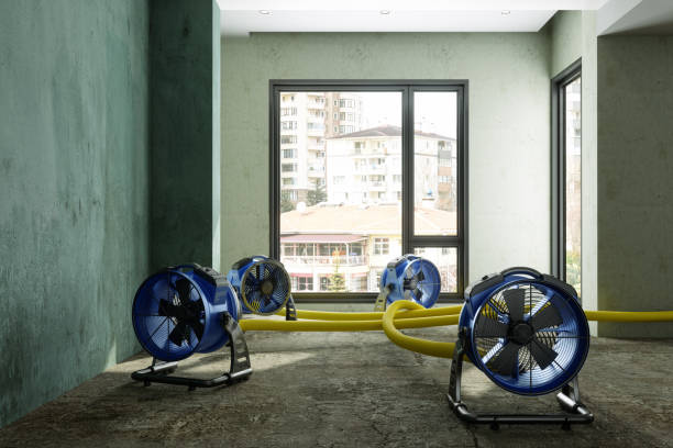 Best Mold removal after water damage  in Midway South, TX